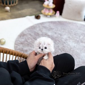 Teacup Maltese Puppies - (M/F)