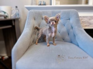 Teacup Isabella Chihuahua Girl for Sale!
