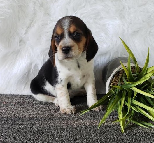 Very Cute Beagle Puppies Puppies For Sale